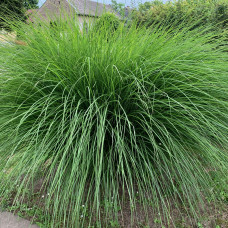 MISCANTHUS SINENSIS