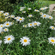 LEUCANTHEMUM