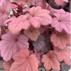 Heuchera 2
