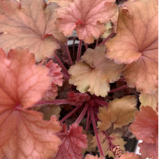 Heuchera 3