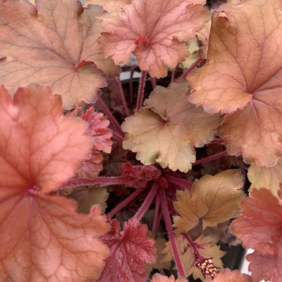 Heuchera 3