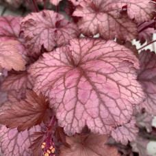 Heuchera 4