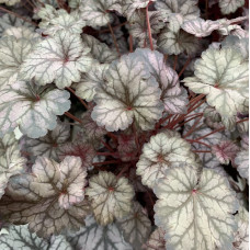 Heuchera 1