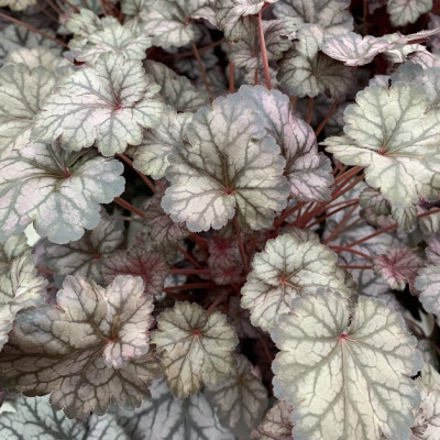 Heuchera 1