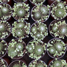 Sempervivum 5