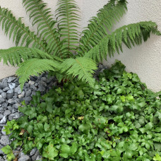 Polypodium vulgare