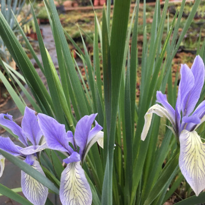 Iris svetlo plavi