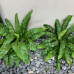 Asplenium scolopendrium