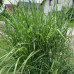 MISCANTHUS „ZEBRINUS“