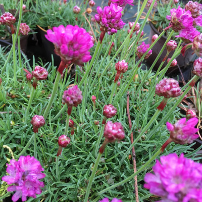 ARMERIA MARITIMA „DÜSSELDORFER STOLZ“