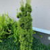 Taxus baccata "Fastigiata Aurea"