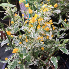 Kerria japonica variegata