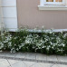 Achillea ptarmica