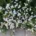 Achillea ptarmica