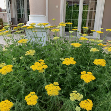 Achillea filipendulina