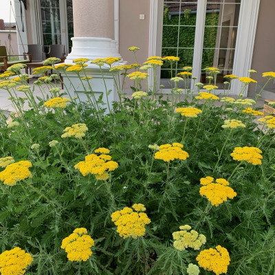 Achillea filipendulina