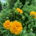 Coreopsis "Golden You"