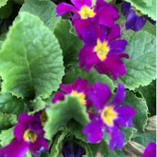 Primula ljubicasta