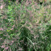 Calamagrostis acutiflora " Overdam"