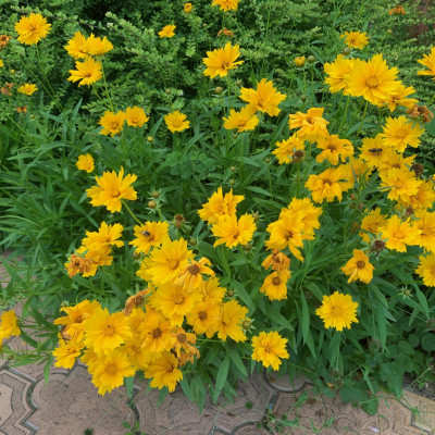 Coreopsis grandiflora