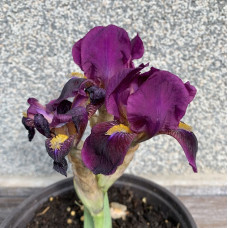 Iris 12