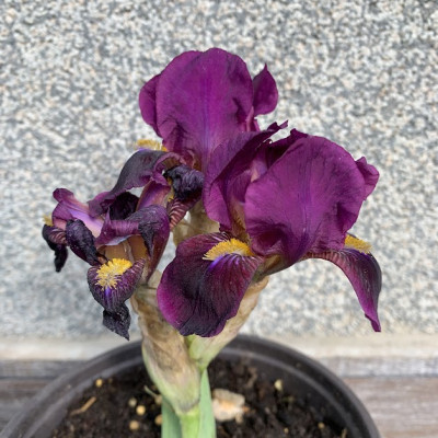 Iris 12
