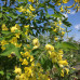 LABURNUM