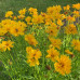 Coreopsis grandiflora