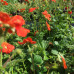 GEUM COCCINEUM BORISII