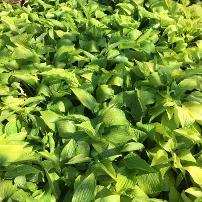 Hosta Green