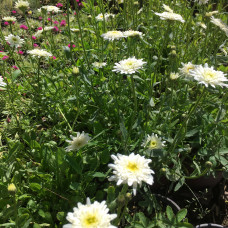 LEUCANTHEMUM x superbum