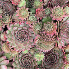 Sempervivum "Rocknoll Rosette"