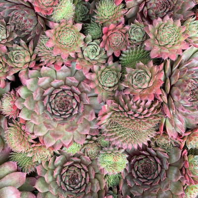 Sempervivum "Rocknoll Rosette"