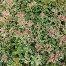 SEDUM SPURIUM „TRICOLOR“