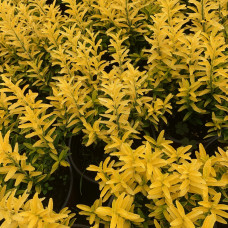 Euonymus-microphyllus-gold