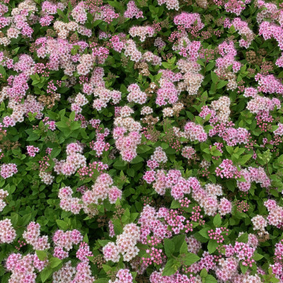 SPIRAEA BUMALDA