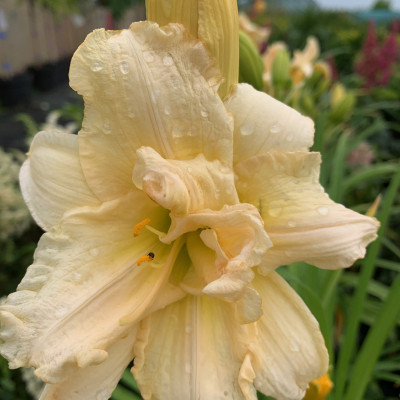 Hemerocallis crem