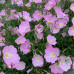 OENOTHERA SPECIOSA