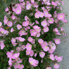 OENOTHERA SPECIOSA