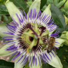 Passiflora incarnata