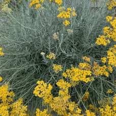 HELICHRYSUM ITALICUM