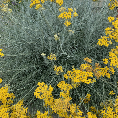 HELICHRYSUM ITALICUM