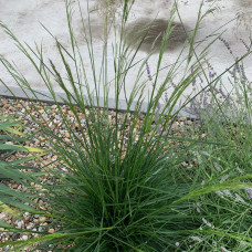 Carex green