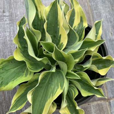 Hosta "Malic"