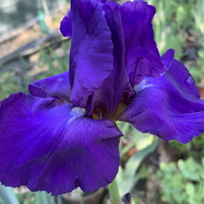 Iris "Aset"