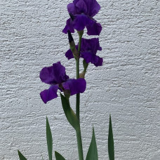 Iris tamno plavi 1