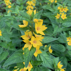 Lysimachia punctata