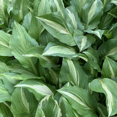 Hosta "Busines"