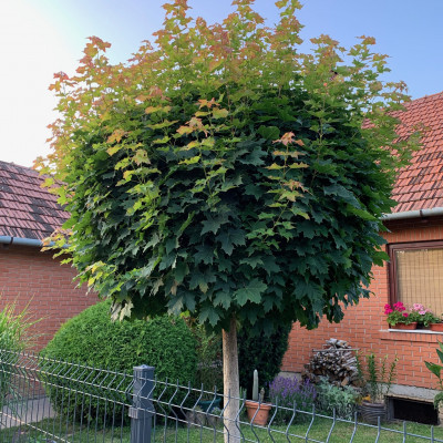 ACER PLATANOIDES (GLOBOSA – OKRUGLI JAVOR)