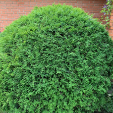 Thuja globosa